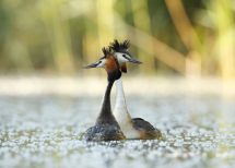 20120525080344_grebes huppes_Offendorf