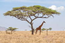 20131024115812_girafe_Serengeti Tanzanie