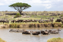 20150224143318_gnous_Serengeti Tanzanie