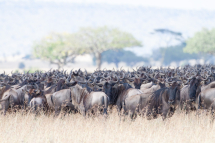 20150225095317_gnous_Serengeti Tanzanie