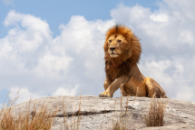 20150226131246_lion_Serengeti Tanzanie0002
