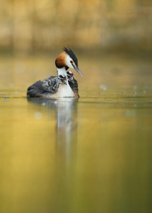 20150606073111_grebes huppes_Offendorf