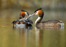 20150606074858_grebes huppes_Offendorf0001