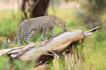 20160803175200_leopard_Samburu Kenya0002