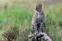 20160808164930_leopard_Masai Mara Kenya