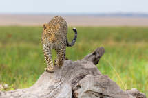20160809074436_leopard_Masai Mara Kenya0001