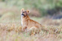 20160810171211_lion_Masai Mara Kenya0002