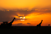 20160812064250_girafe masai_Masai Mara Kenya0002