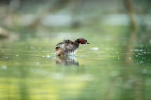 20170602191230_grebe castagneux_Alsace