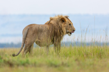 20180305162022_lion_Masai Mara Kenya
