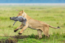 20180307072714_lion_Masai Mara Kenya0006