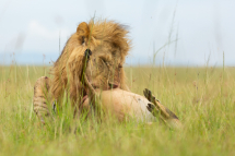 20180307093712_lion_Masai Mara Kenya0002