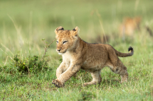 20180308062443_lion_Masai Mara Kenya