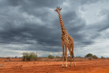 20190717161942_girafe masai_Tsavo Ouest Kenya