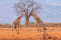 20190717163001_girafe masai_Tsavo Ouest Kenya
