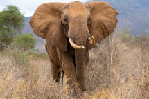 20190719080118_elephant afrique_Tsavo Ouest Kenya