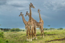 20190720162528_girafe masai_Masai Mara Kenya