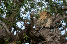 20190723071657_leopard_Masai Mara Kenya