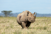 20211026071707_rhinoceros noir_Solio Kenya0001