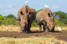 20211029081249_rhinoceros blanc_Meru Kenya