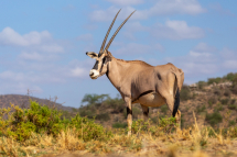 20211101075943_Oryx beisa_Samburu Kenya0001