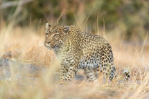 20220807065349_leopard_Khwai Botswana