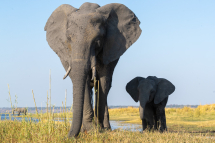 20220811161227_elephant_Chobe Botswana