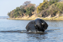 20220812143034_elephant_Chobe Botswana