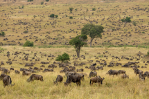 20230730164312_gnous_Serengeti Tanzanie