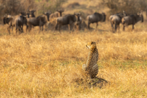 20230731165426_guepard_Serengeti Tanzanie