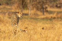 20230731165633_guepard_Serengeti Tanzanie