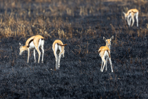 20230803153611_gazelles de Thomson_Serengeti Tanzanie