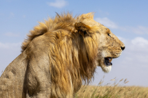 20230805145347_lion_Serengeti Tanzanie