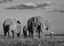 groupe elephants BW v3